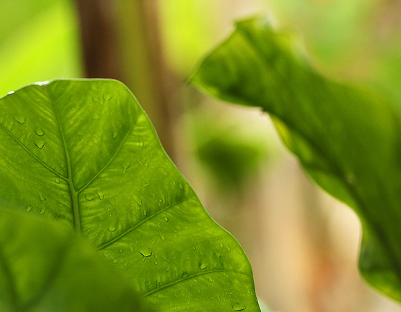 Vietnam : leaves in the rain