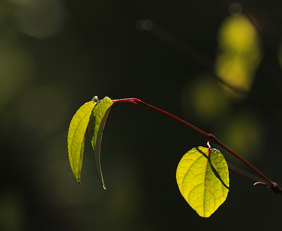 Autumn in my garden