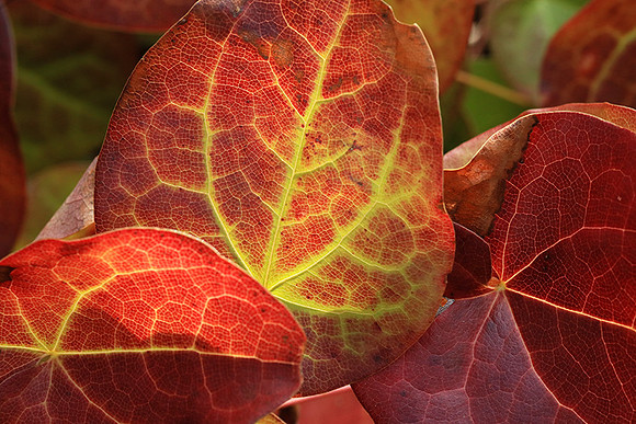 Epimedium leaves (early spring)