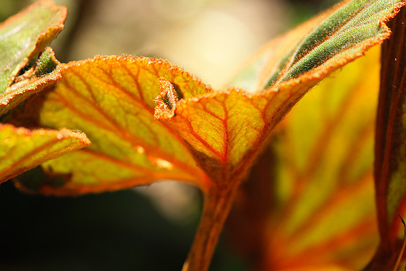 Leaves in Costa Rica