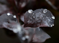 Raindrops