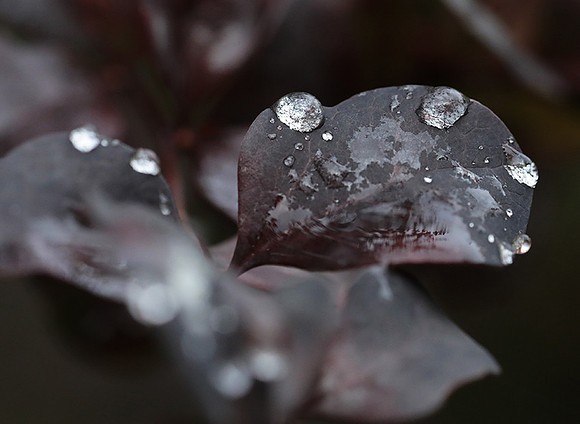 Raindrops
