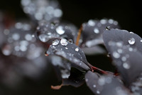 Raindrops