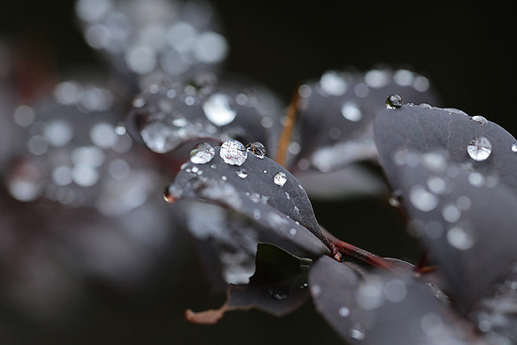 Raindrops