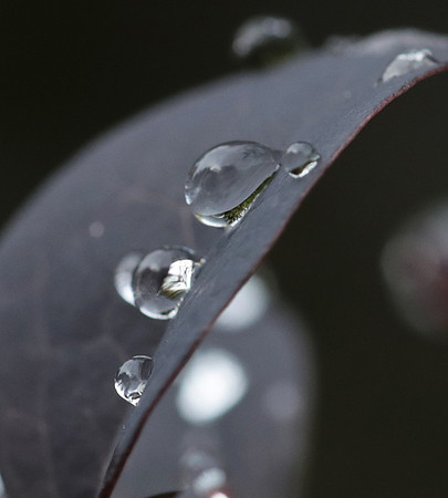Raindrops