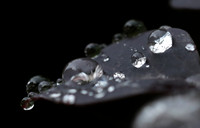 Raindrops