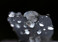 Raindrops