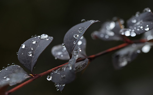 Raindrops