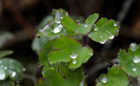 Raindrops