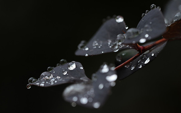Raindrops