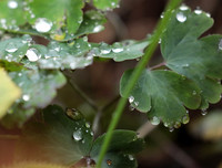 Raindrops