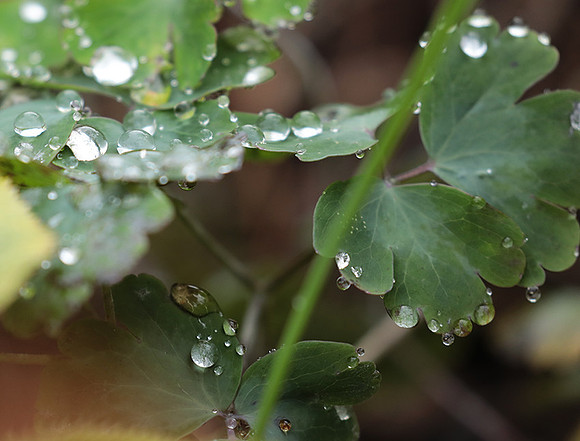 Raindrops