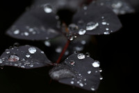 Raindrops