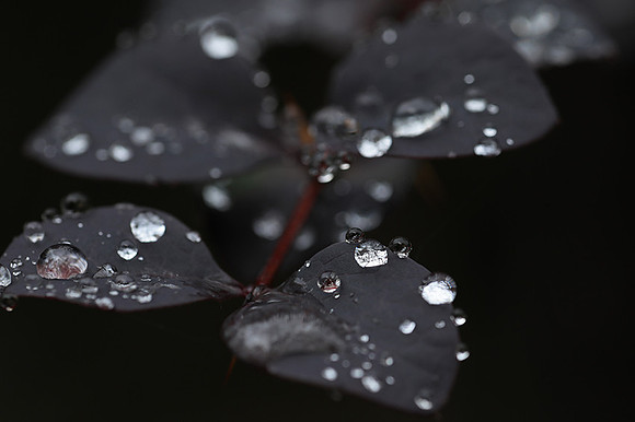 Raindrops