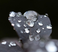Raindrops