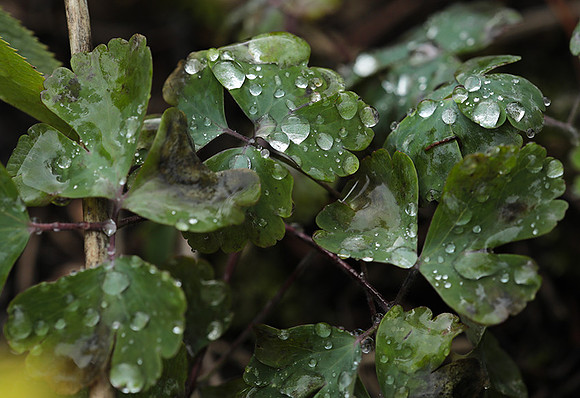Raindrops