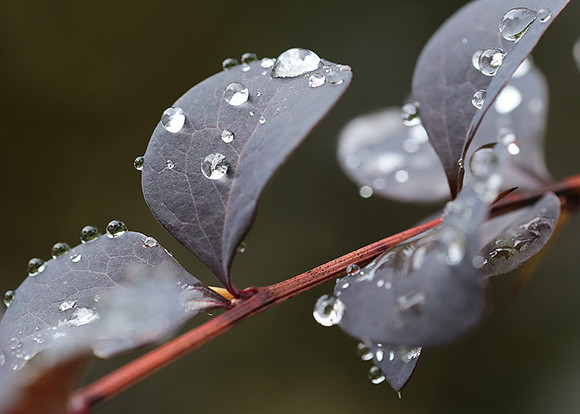 Raindrops
