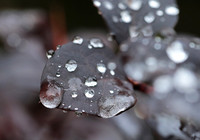 Raindrops