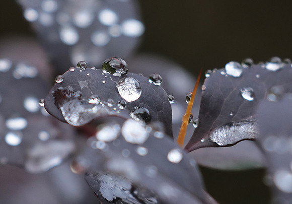 Raindrops