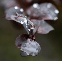 Raindrops