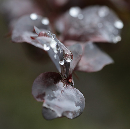 Raindrops