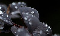 Raindrops