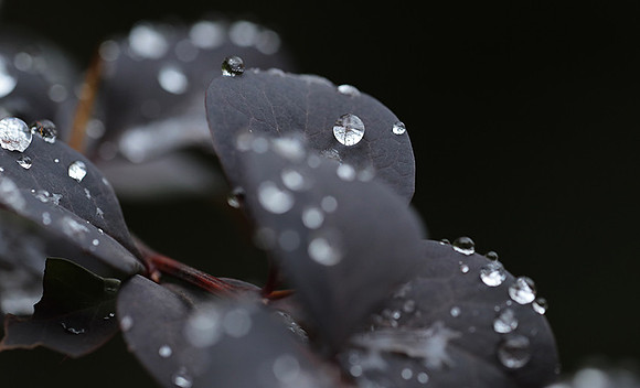 Raindrops
