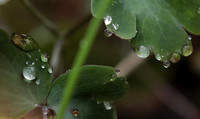 Raindrops