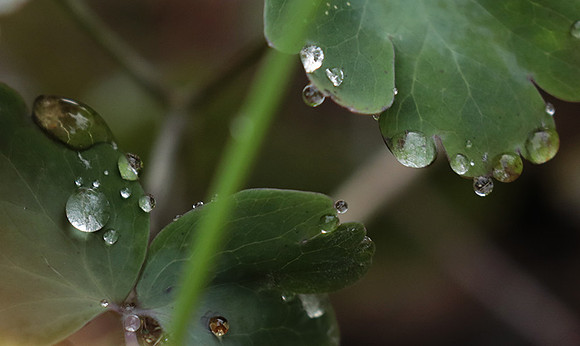 Raindrops