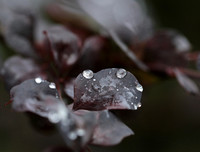 Raindrops