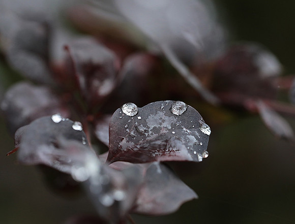 Raindrops