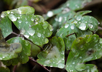 Raindrops