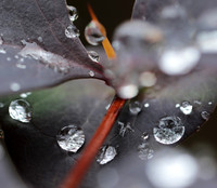 Raindrops
