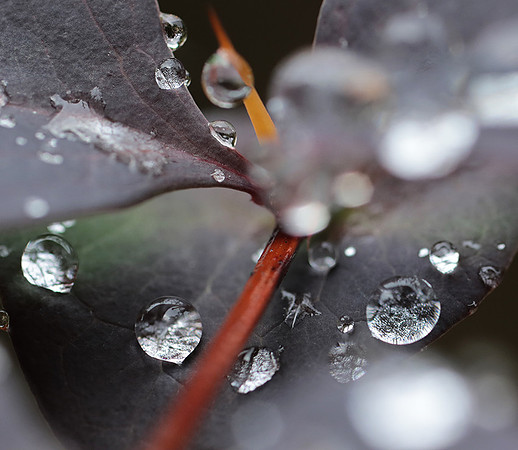 Raindrops
