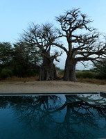 Baobab reflection