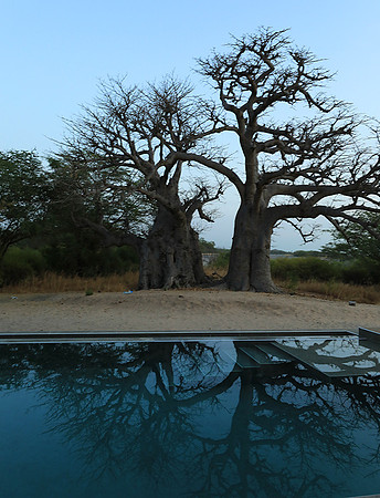 Baobab reflection