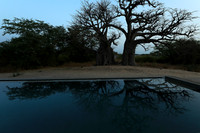 Baobab reflection