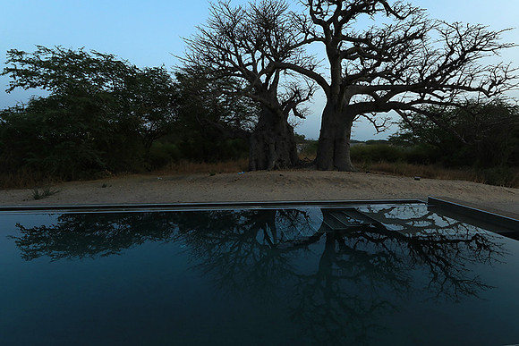 Baobab reflection