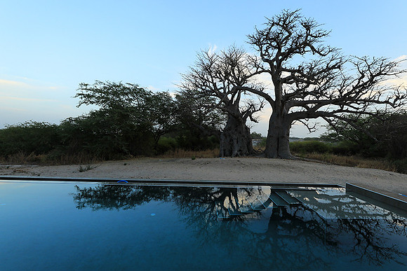 Baobab reflection