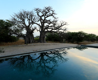 Baobab reflection
