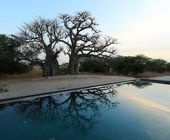 Baobab reflection