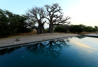 Baobab reflection