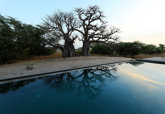 Baobab reflection
