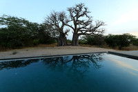 Baobab reflection