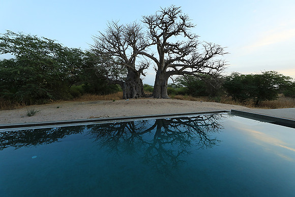 Baobab reflection