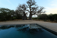 Baobab reflection