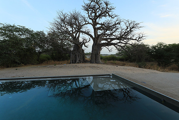 Baobab reflection