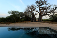 Baobab reflection