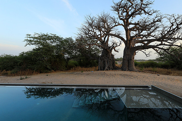 Baobab reflection