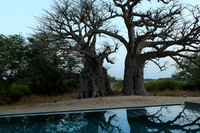 Baobab reflection